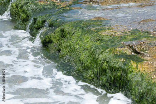 Part of the seashore with rocks covered with algae.