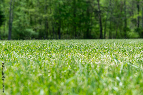 A close up shot of freshly cut green grass with a forest in the background. Copy space.