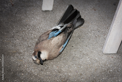 Obraz na płótnie Dead jay after colliding with window w salonie