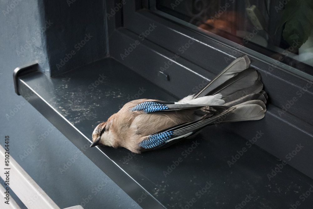 Dead jay after colliding with window