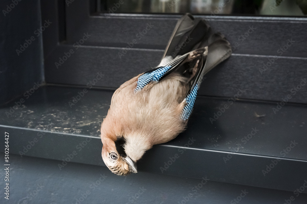 Dead jay after colliding with window