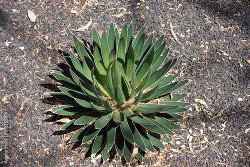 Queen Victoria Agave Victoriae Reginae succulent plant in a desert garden in California photo