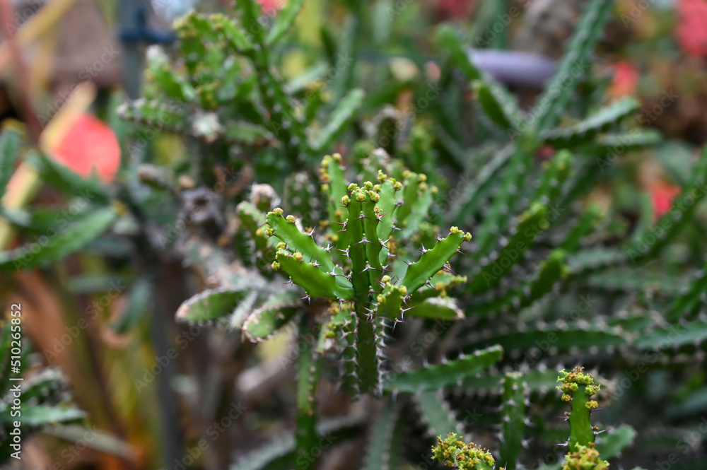 succulents Cactus Plants growing in desert area in garden succulents Cactus Plants growing in desert area in garden