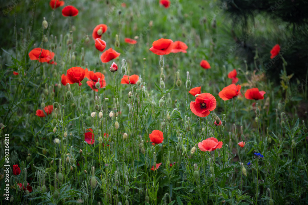 Naklejka premium Red poppy flower on dark green background summer time, spring collection with free space for text