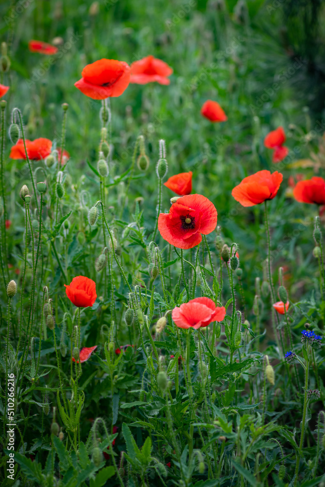 Red poppy flower on dark green background summer time, spring collection with free space for text Red poppy flower on dark green background summer time, spring collection with free space for text