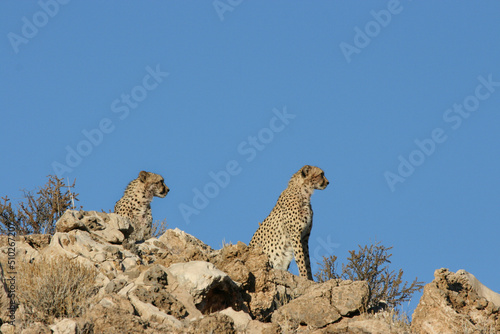 Cheetah in the Kgalagadi