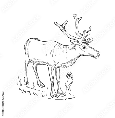 Hand drawn vector silhouette of deer for the design of banners posters