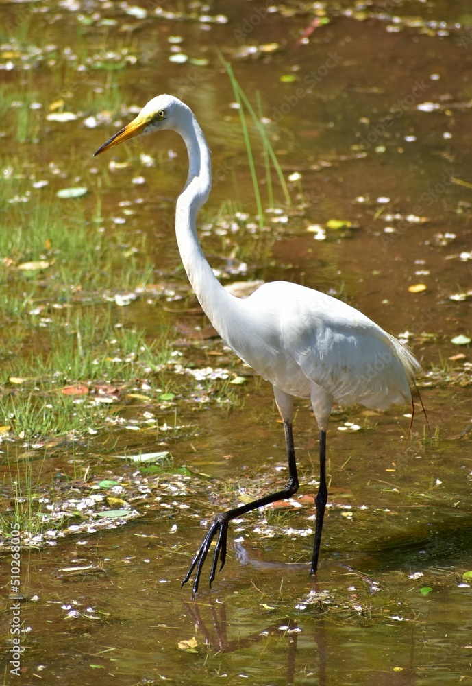 Naklejka premium Great Egret