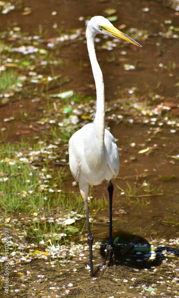 Naklejka premium Great Egret
