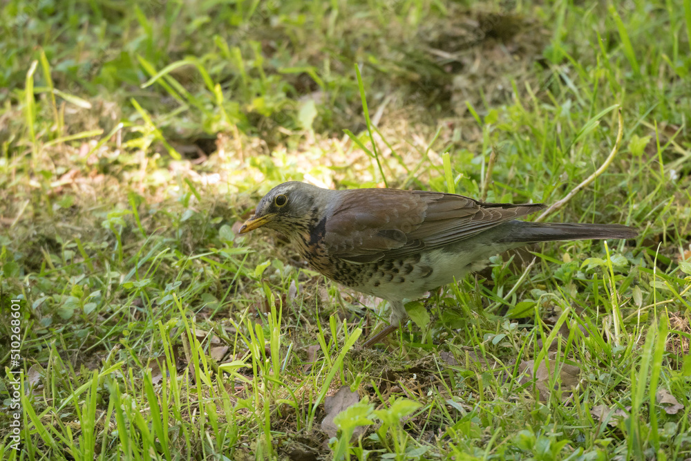 portrait of a fieldfare on green grass portrait of a fieldfare on green grass