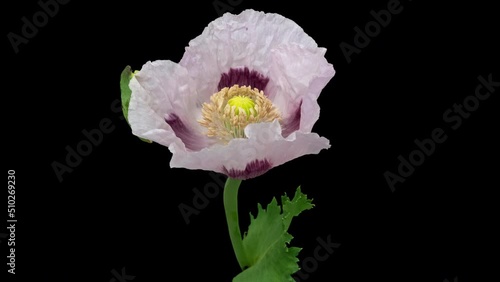 Timelapse opening opium poppy flower on pure black photo