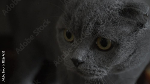 Muzzle of gray purebred cat with short hair and long mustache. British cat has straight ears. Serious facial expression of pet. Eyes with narrow pupils. Tomcat focuses on object and looks at camera photo