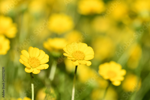 beautiful yellow wild flowers