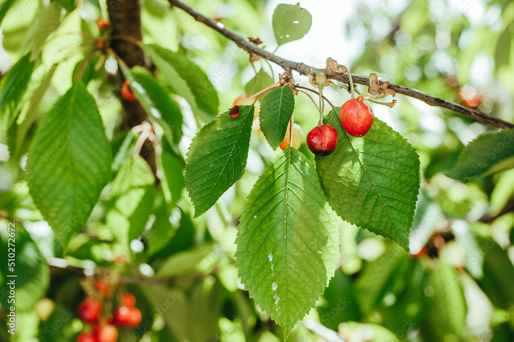 cherries on a tree branch with green leaves in the garden of Ukraine cherries on a tree branch with green leaves in the garden of Ukraine