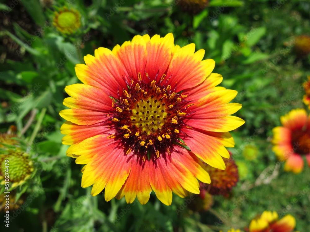 A Gaillardia, blanketflower or common gaillardia A Gaillardia, blanketflower or common gaillardia