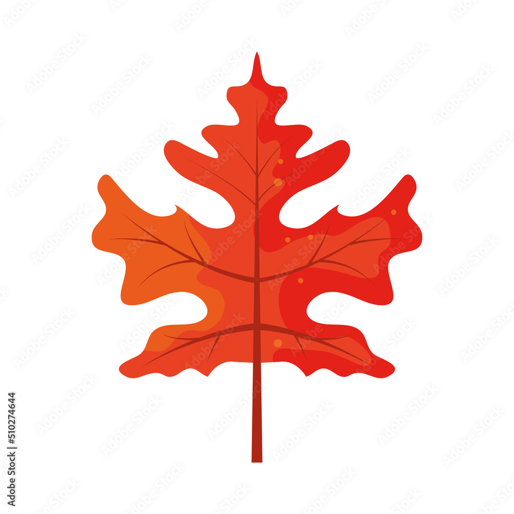 Fototapeta premium autumn leaf foliage