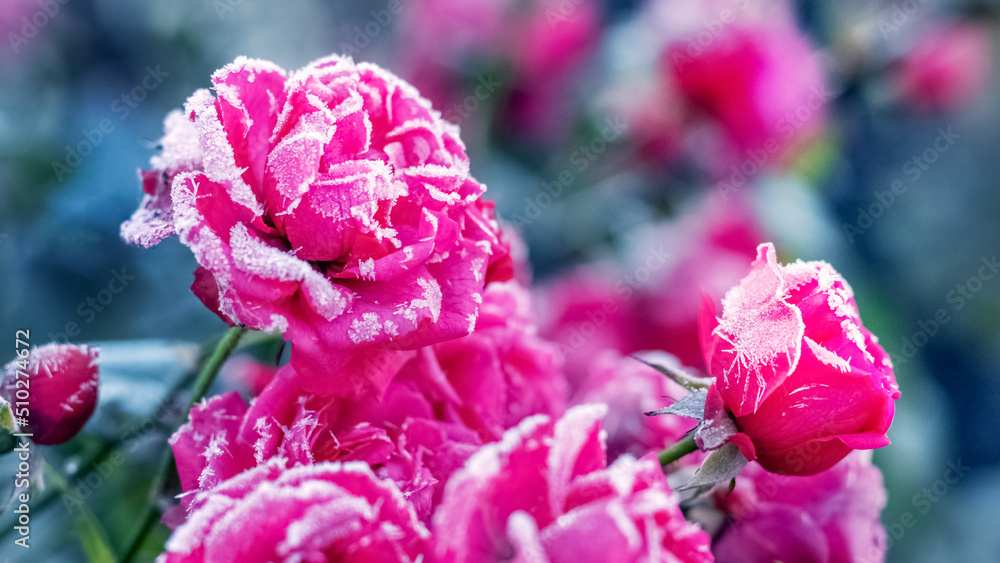 Pink roses are covered with frost and hoarfrost in the garden on the flowerbed Pink roses are covered with frost and hoarfrost in the garden on the flowerbed