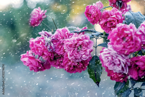 Pink roses are covered with frost and hoarfrost in the garden on the flowerbed during the snowfall