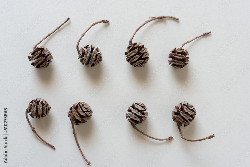 set of dawn redwood seed cones on paper set of dawn redwood seed cones on paper