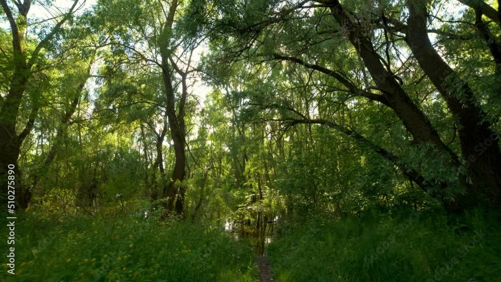 Dense forest next to lake along nature moss ferns stumps trees passing calming POV trucking walking hiking stabilized Dense forest next to lake along nature moss ferns stumps trees passing calming POV trucking walking hiking stabilized