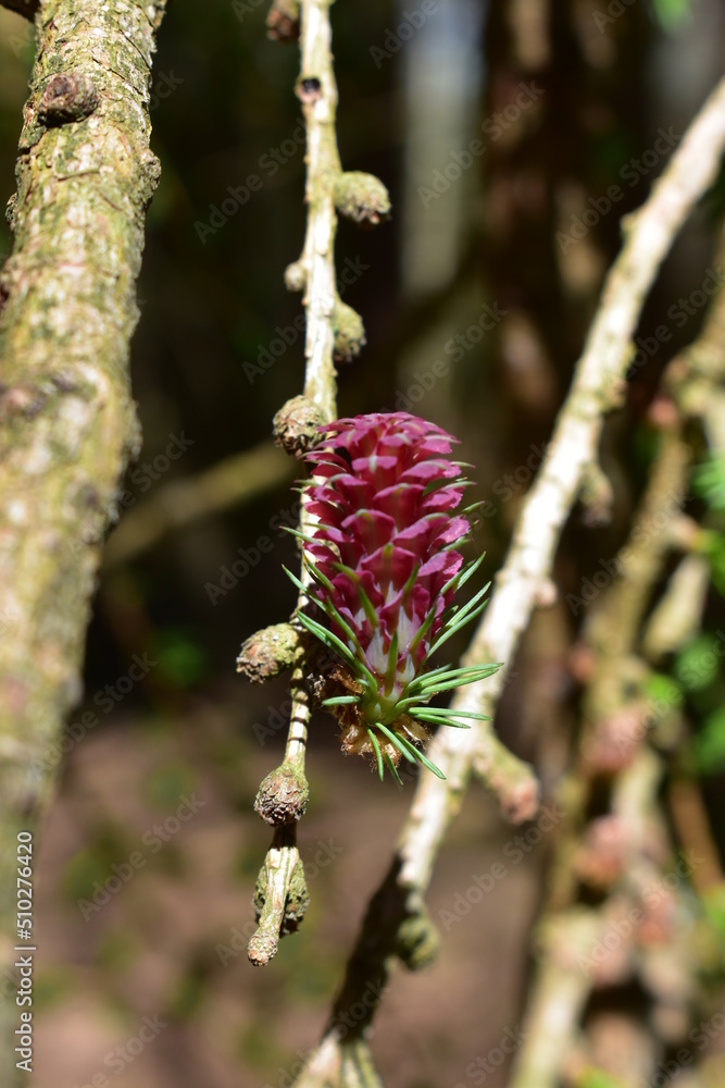 Natur - Stein - Pflanzen - Wald - Bäume Natur - Stein - Pflanzen - Wald - Bäume
