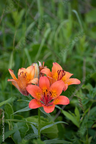 オレンジ色のユリの花 エゾスカシユリ 