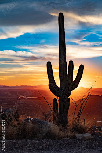 saguaro cactus at sunset photo
