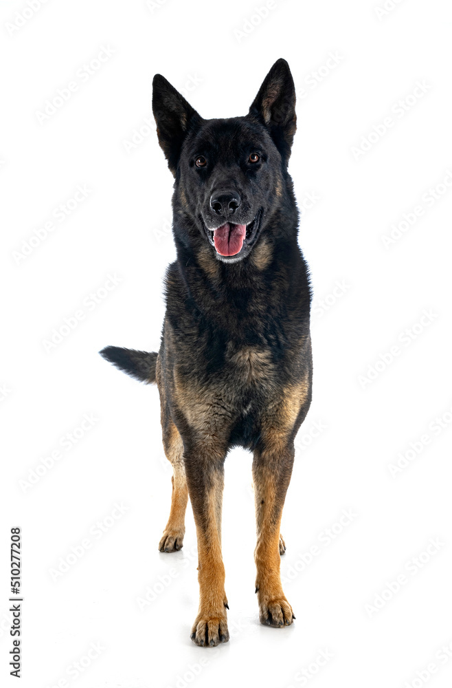 adult german shepherd