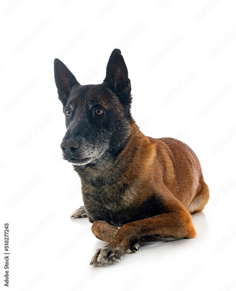 malinois in studio malinois in studio