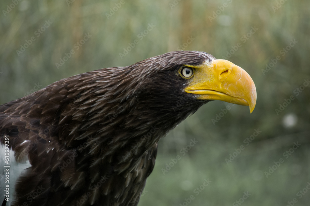Obraz premium eastern eagle