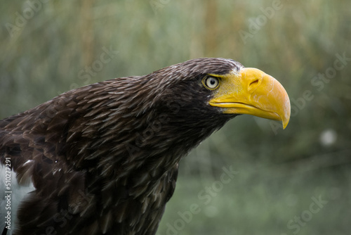eastern eagle