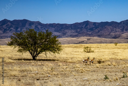 Proghorn in the desert