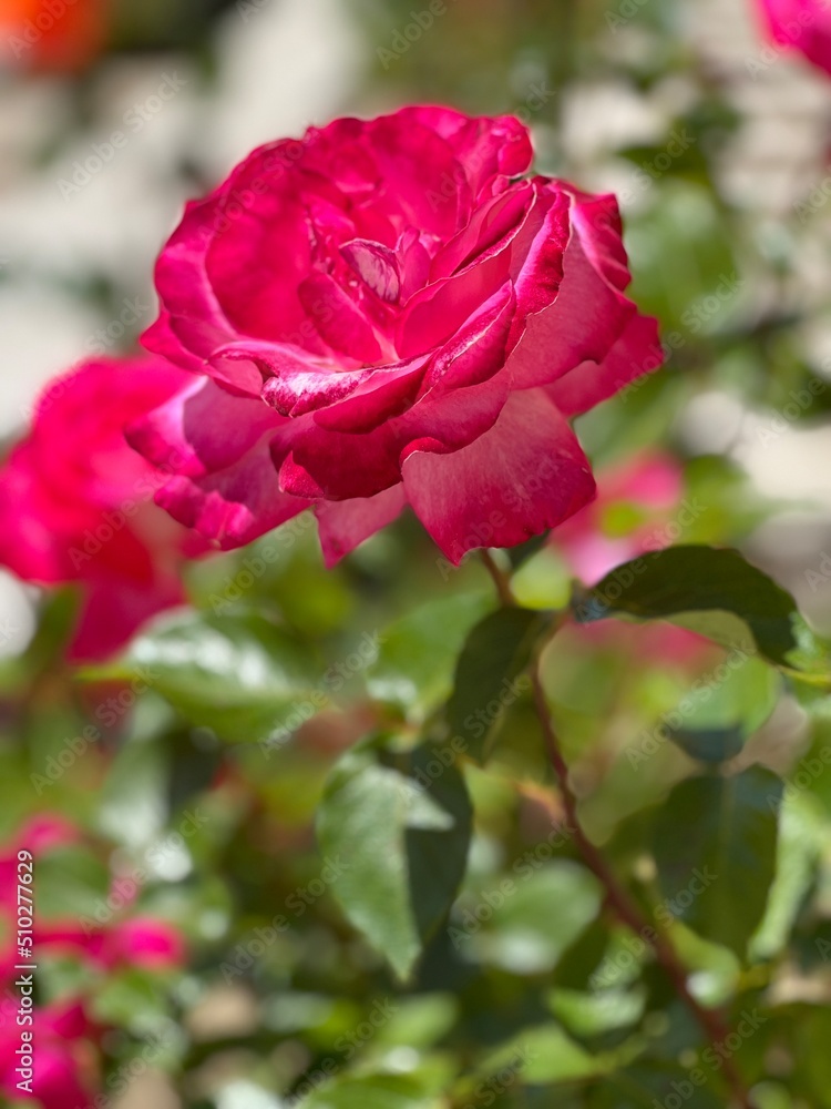 red rose in garden