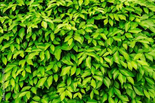 green leaf background, naturally walls texture Ideal for use in the design fairly.     