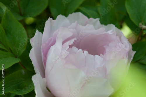 pink tree peony blossom close up