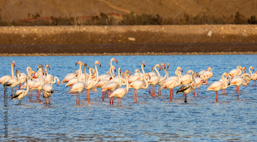 A flock of flamingo birds in salt  ponds of Eilat