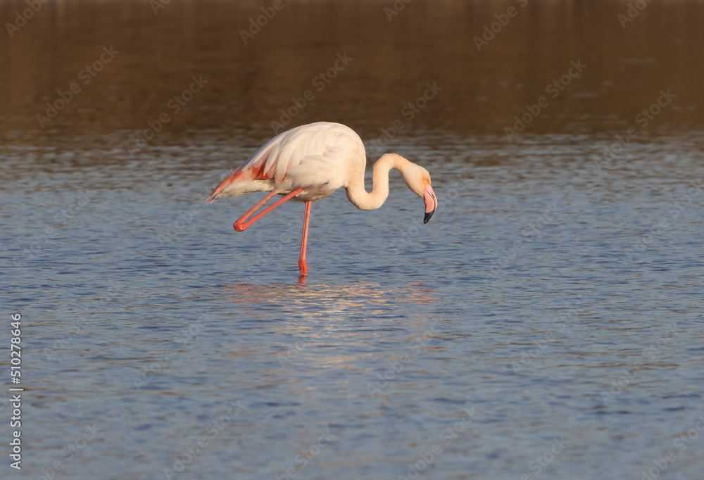  Flamingo bird at salt ponds in Eilat Israel