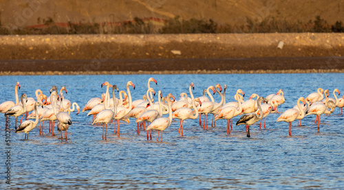 Canvas Print A flock of flamingo birds in salt  ponds of Eilat