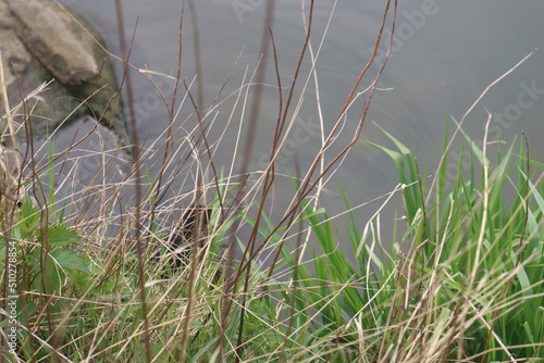 lizard sits in the green grass by the lake