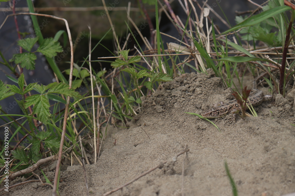 lizard sits in the green grass by the lake lizard sits in the green grass by the lake