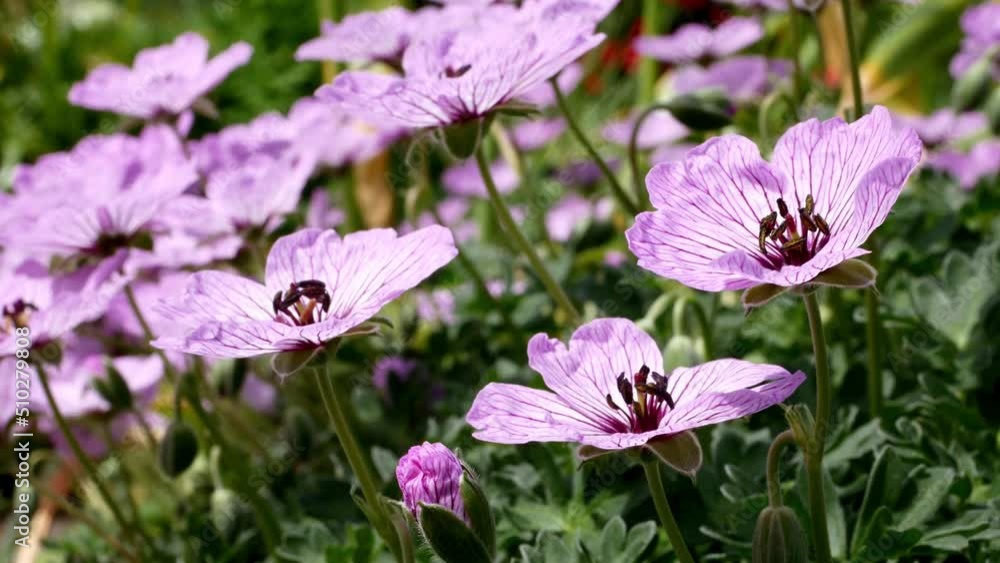 Geranium cinereum ballerina close up Geranium cinereum ballerina close up