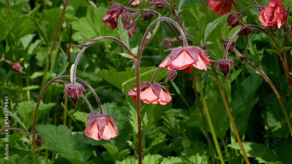 Gravilat river, Gravilat brook, ( lat. Geum rivale ) in garden
