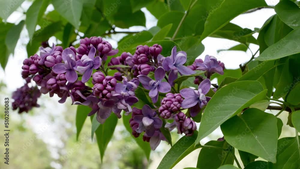 Lilac purple inflorescence close up. Lilac purple inflorescence close up.