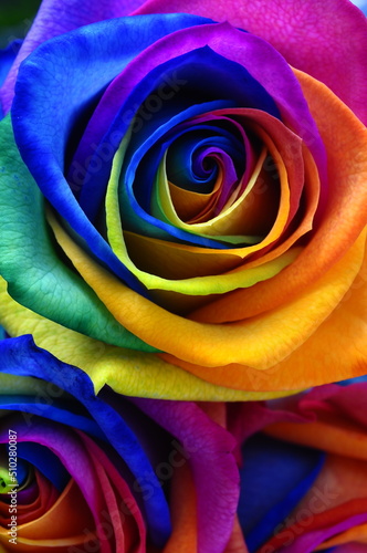 Rainbow rose or happy flower