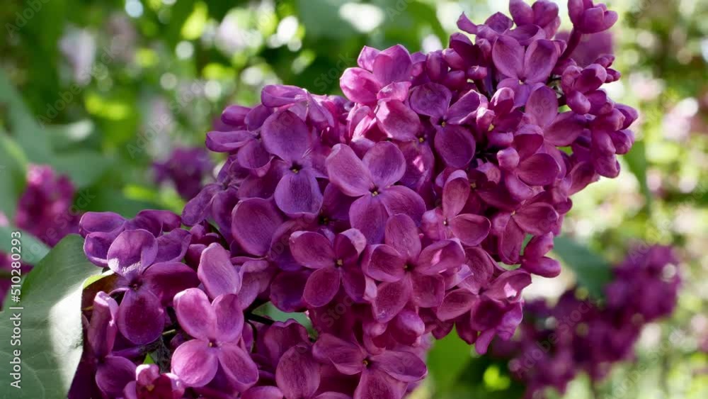 Dark purple lilac inflorescences are close up Dark purple lilac inflorescences are close up
