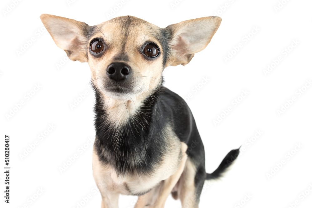 small cute toy terrier dog with big ears isolated on white background
