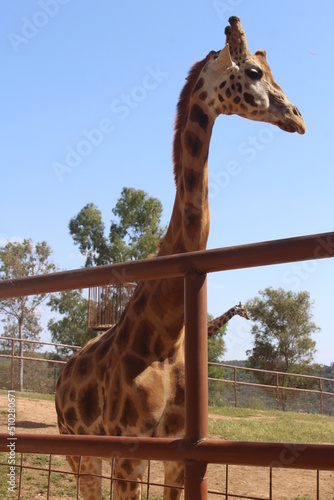 Photography beautiful giraffes in freedom