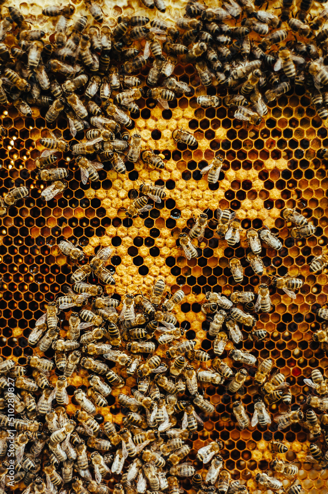 Bees on a honey comb with pollen. Bees on a honey comb with pollen.