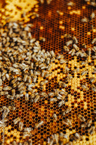 bees are working  honeycombs with honey  large  phone screensaver  pattern  background