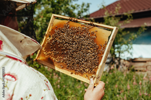 beekeeper examines a frame with bees for breeding the uterus, working in the apiary. honey